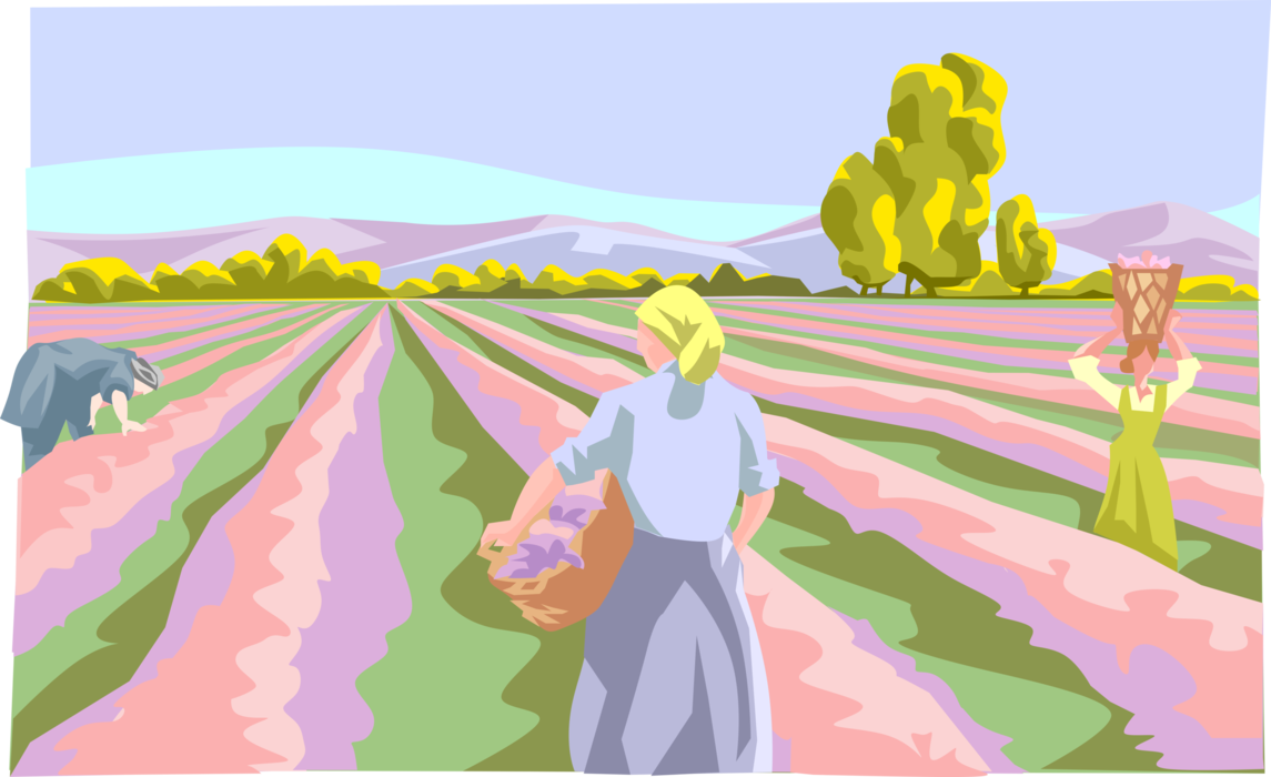 Vector Illustration of Female Farmer Workers Harvest Lavender Crops in Fields of France