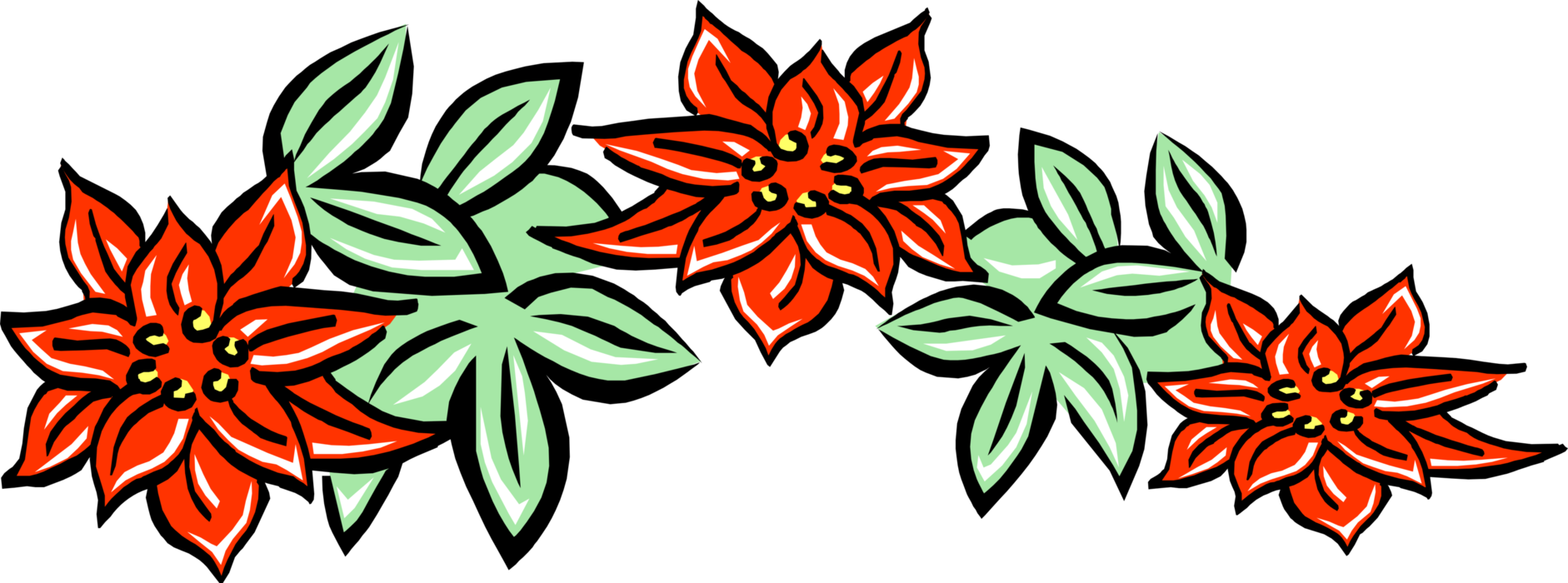 Vector Illustration of Poinsettia Traditional Christmas Flowering Plant with Red and Green Foliage