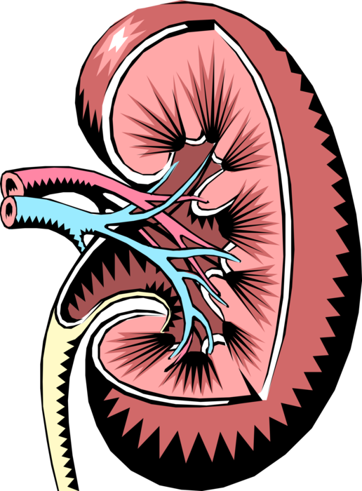 Vector Illustration of Human Kidney Regulates Balance of Electrolytes in Blood