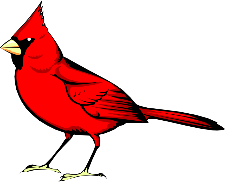 Vector Illustration of Red Cardinal Bird