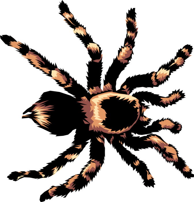 Vector Illustration of Hairy Arachnid Tarantula Spider
