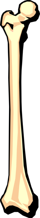 Vector Illustration of Human Femur Leg Bone