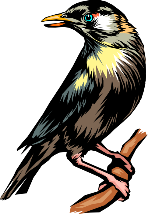 Vector Illustration of Feathered Vertebrate Black Bird