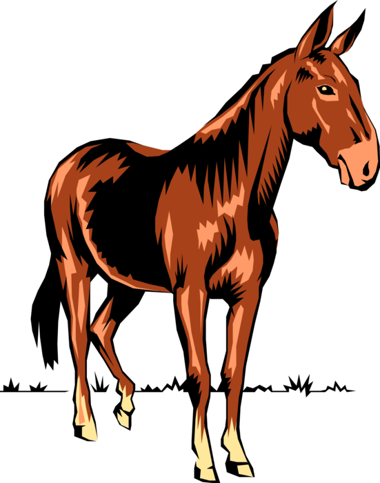 Vector Illustration of Domesticated Donkey or Ass