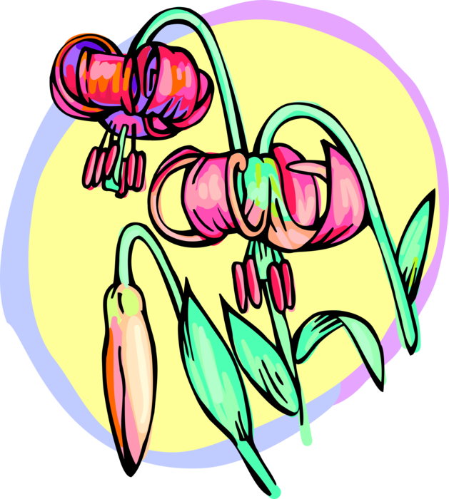 Vector Illustration of Summer Lily Flowers in Garden