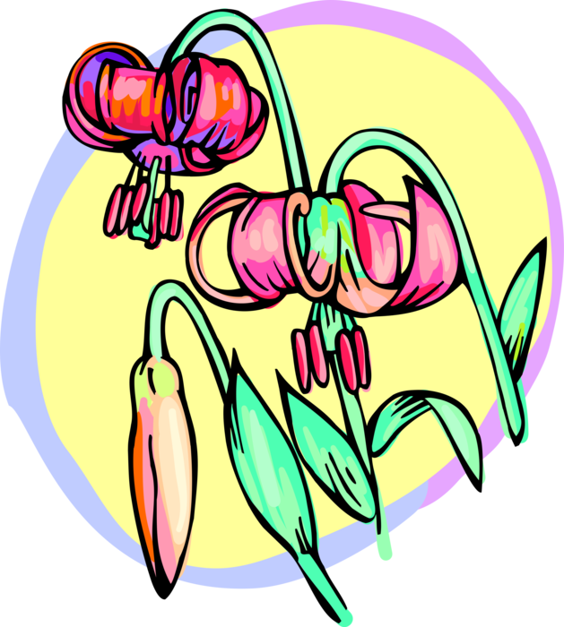 Vector Illustration of Summer Lily Flowers in Garden