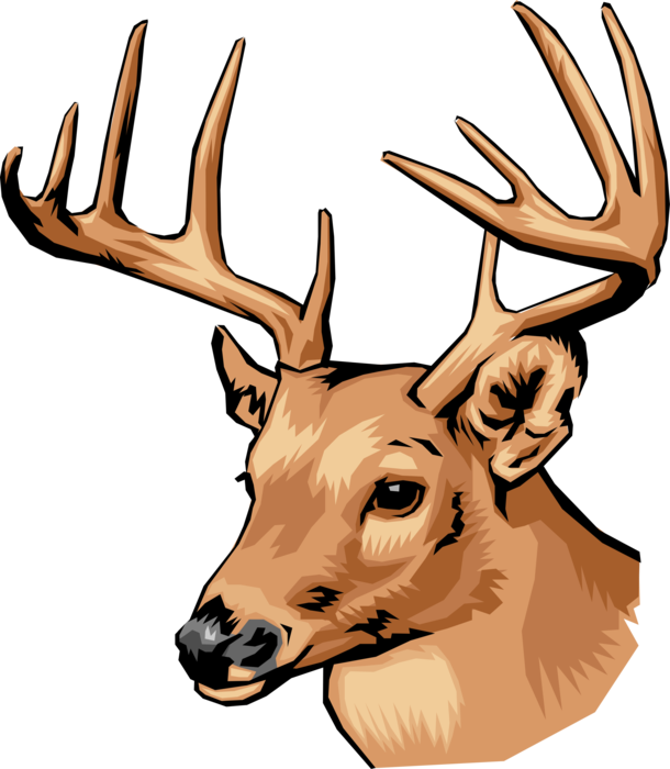 Vector Illustration of White-Tailed Deer Ruminant Mammal Head with Antlers