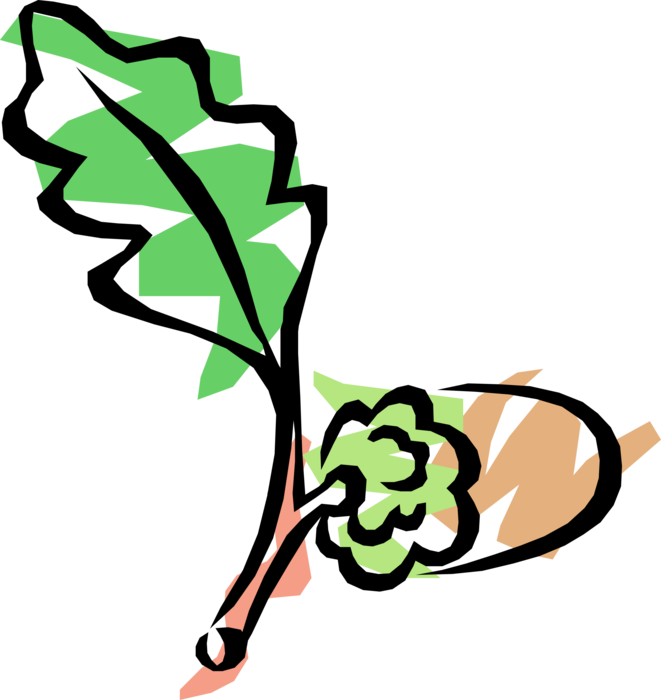 Vector Illustration of Acorn with Oak Leaf