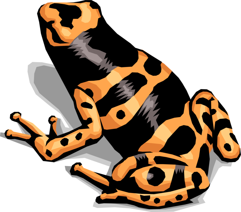 Vector Illustration of Orange and Black "Bumblebee" Poison Dart Frog 