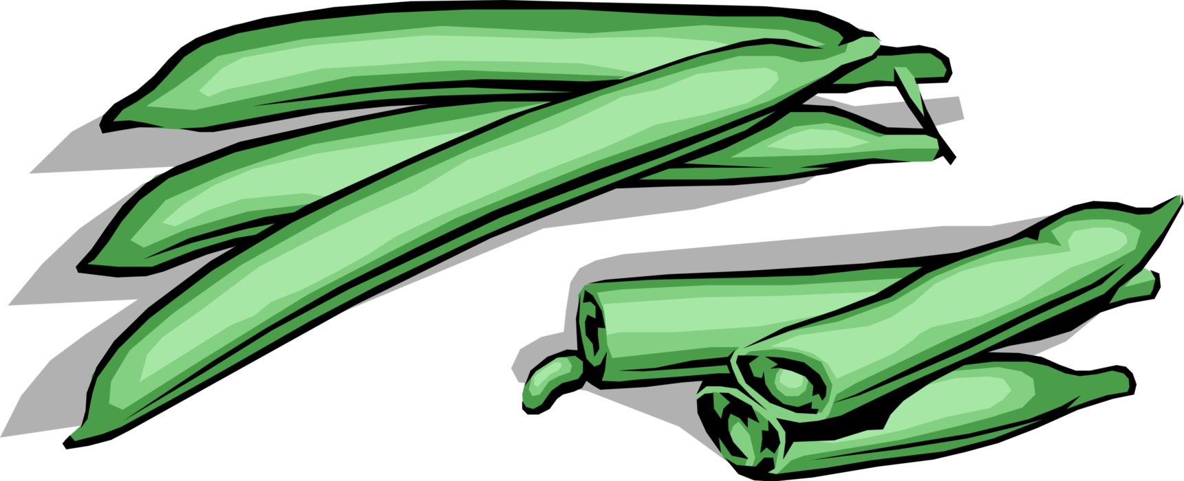 Vector Illustration of Garden Vegetable Cut Green String or Snap Haricot Beans