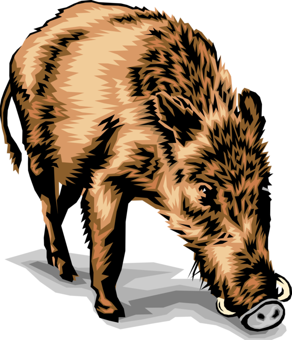 Vector Illustration of Wild Boar or Wild Swine Eurasian Wild Pig with Deadly Tusks