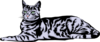 1qtz7r27jq anim0050