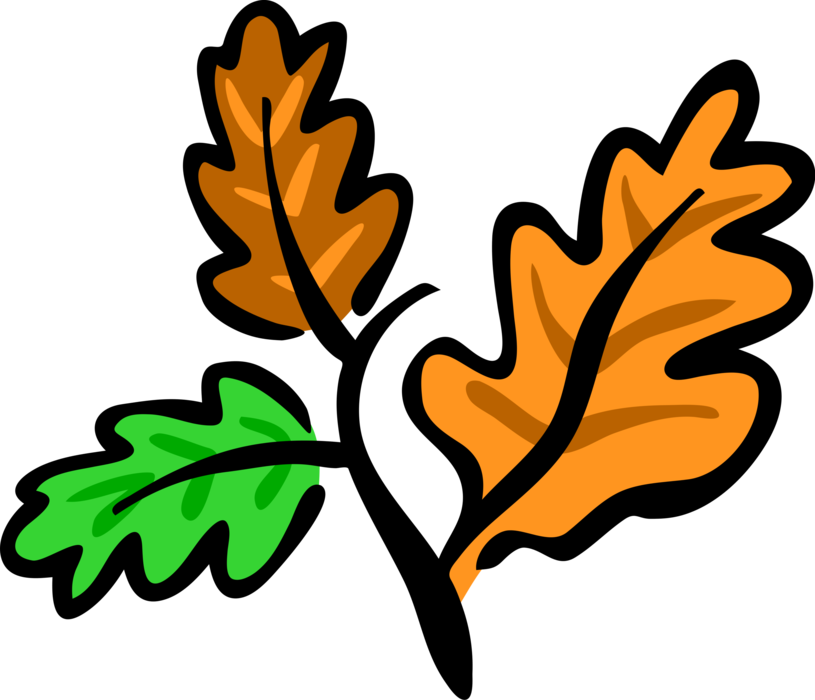 Vector Illustration of Deciduous Autumn Oak Leaves