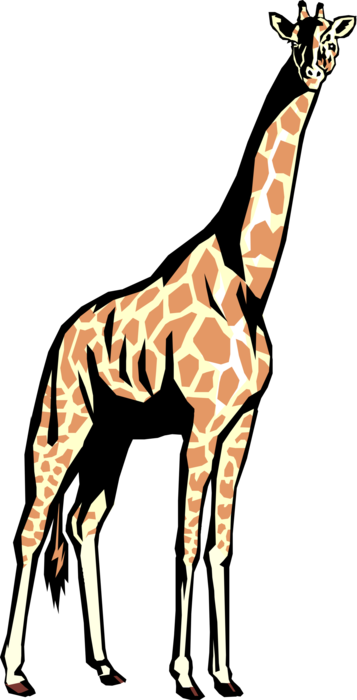 Vector Illustration of African Giraffe Standing Tall