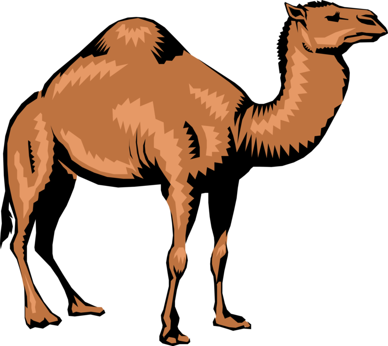 Vector Illustration of Dromedary Single-Humped Beast of Burden Camel