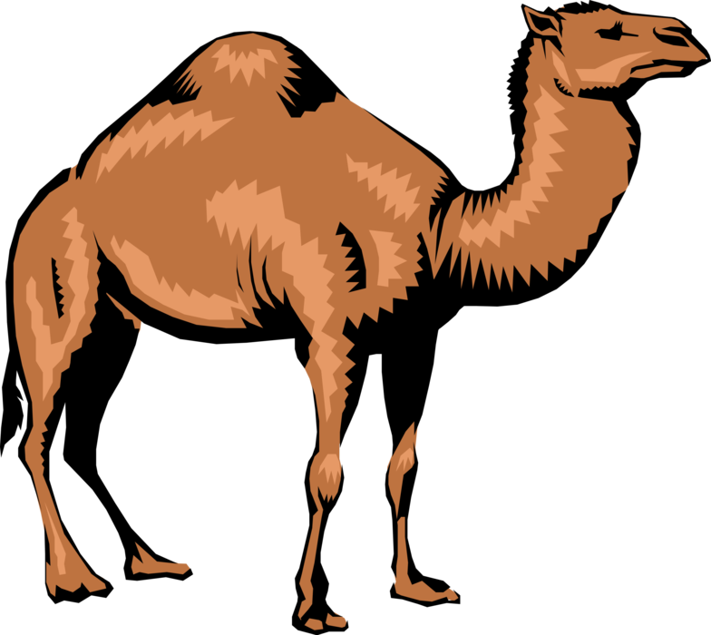 Vector Illustration of Dromedary Single-Humped Beast of Burden Camel