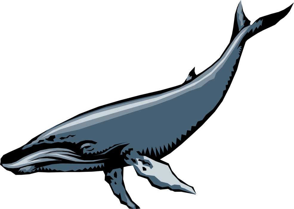 Vector Illustration of Aquatic Marine Mammal Humpback Whale