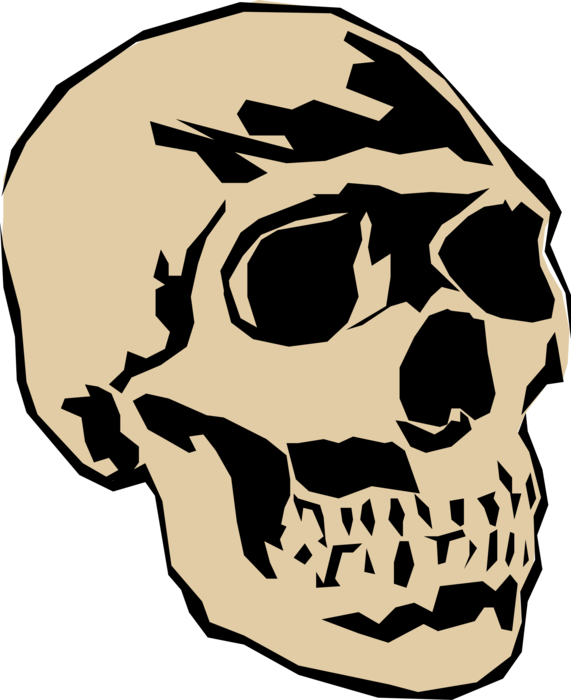 Vector Illustration of Human Skull Head