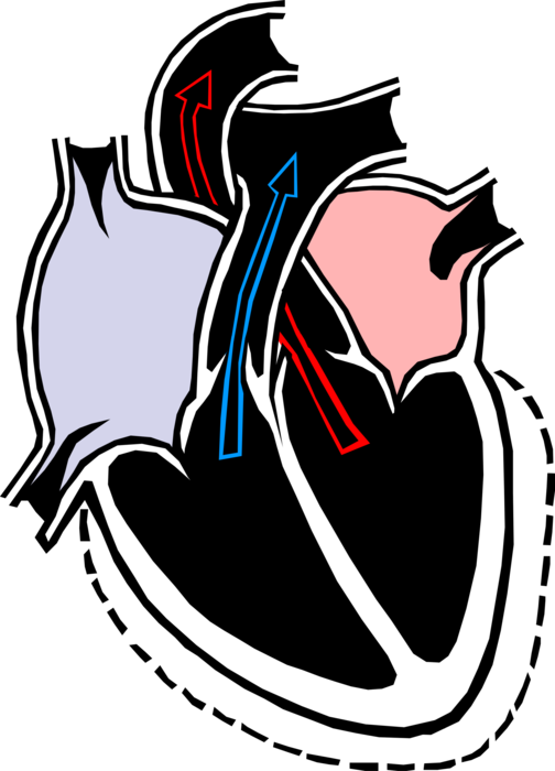 Vector Illustration of Human Heart Chambers