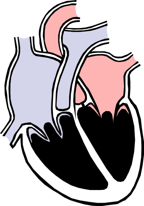 Vector Illustration of Human Heart Chambers