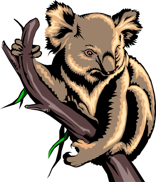 Vector Illustration of Australian Arboreal Herbivorous Marsupial Koala Bear