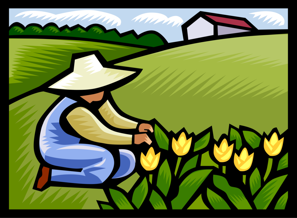 Vector Illustration of Gardener Works in Garden with Tulip Bulbous Plant Flowers While Gardening