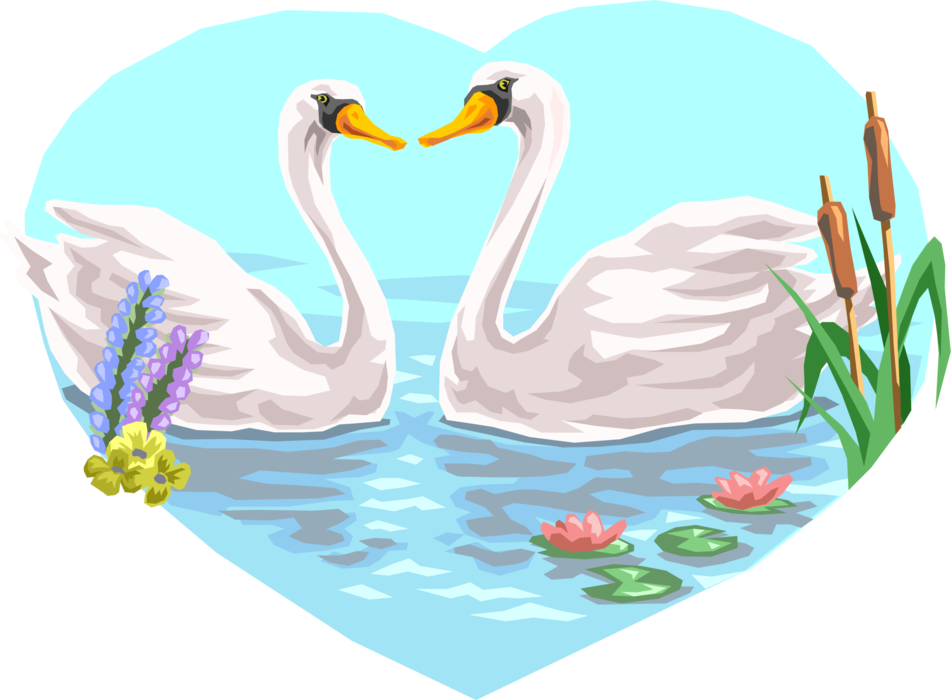 Vector Illustration of Mute Swan Couple in Love Swim in Water