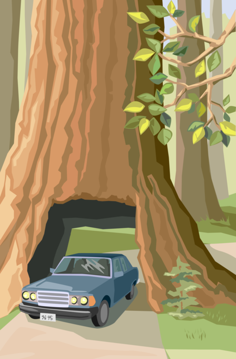 Vector Illustration of Automobile Drives Through Giant Redwood Tree in Sequoia National Park California