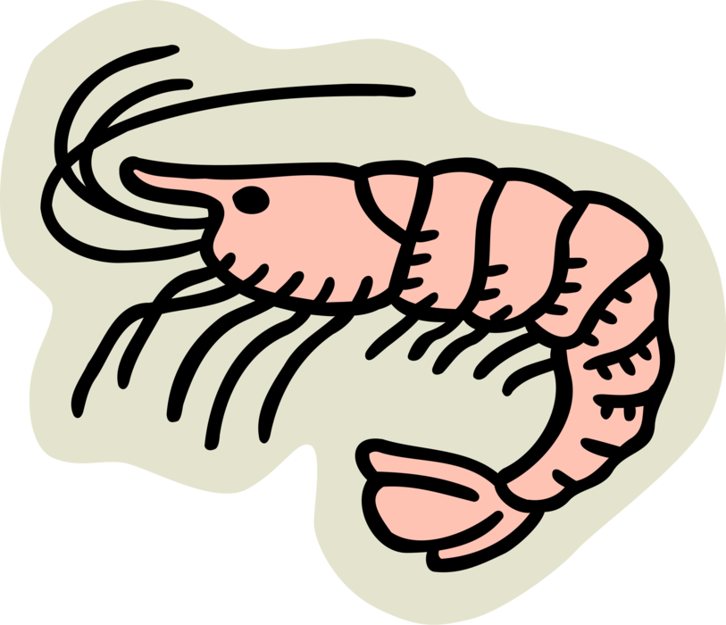 Vector Illustration of Decapod Marine Crustacean Prawn Shrimp Shellfish Seafood