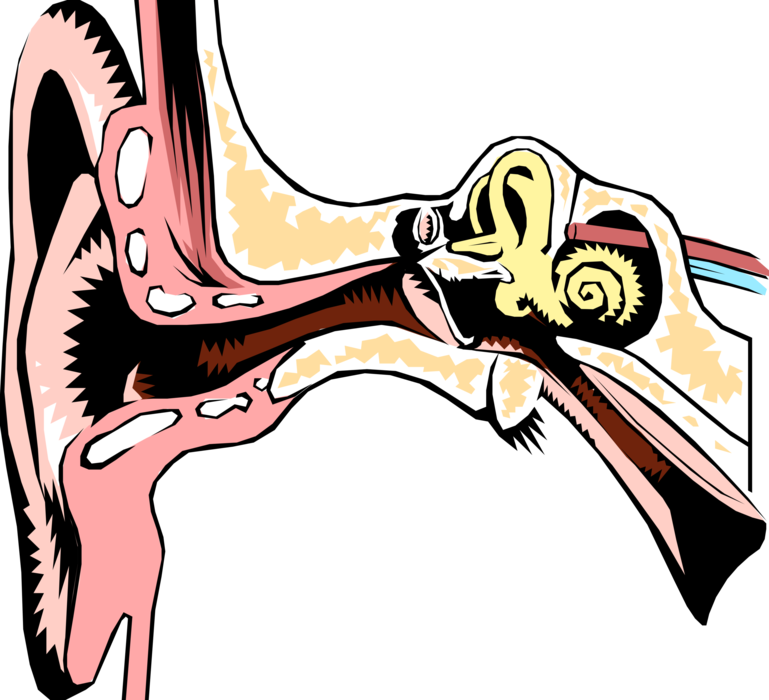 Vector Illustration of Human Ear Cross Section