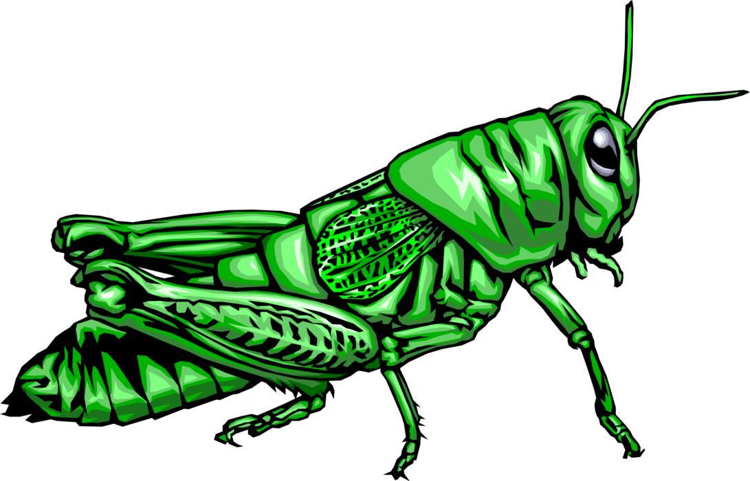 Vector Illustration of Green Ground-Dwelling Grasshopper Insect