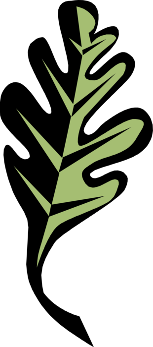 Vector Illustration of Deciduous Tree Vegetation Oak Leaf