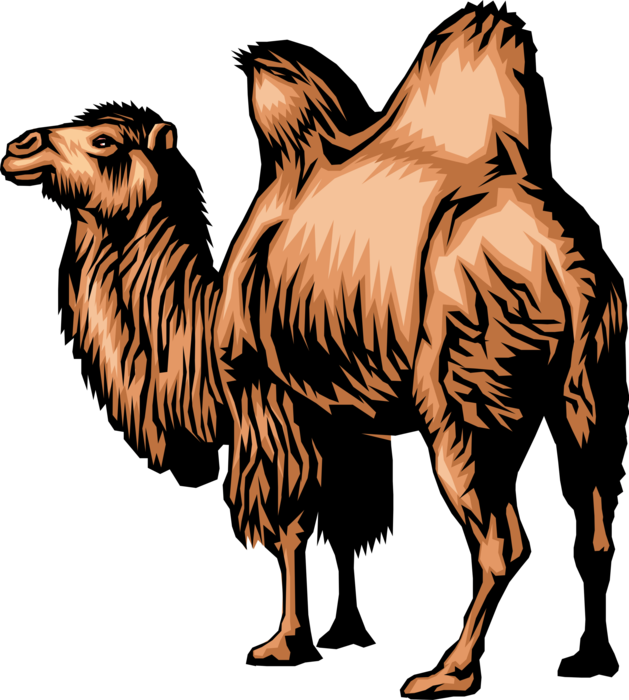 Vector Illustration of Dromedary Two-Humped Camel Beast of Burden