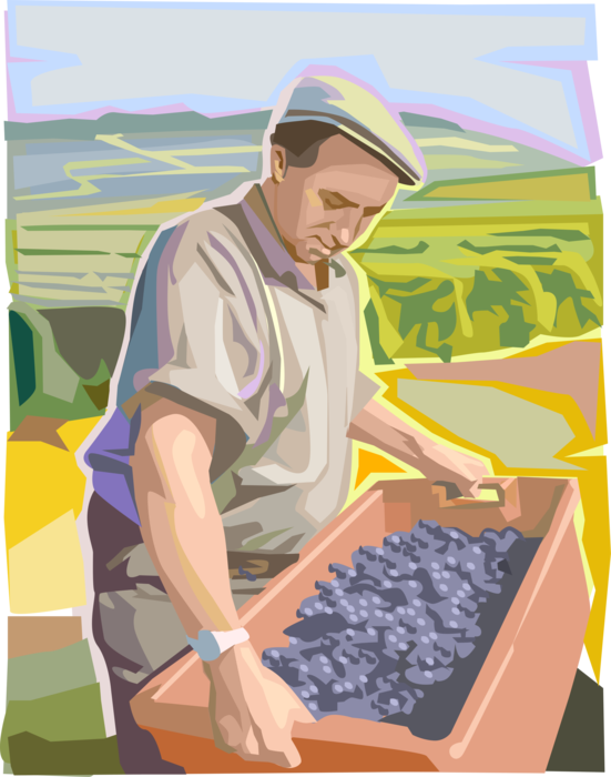 Vector Illustration of Winemaker or Vintner Farmer with Fruit Grape Harvest from Vineyard
