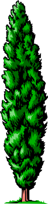 Vector Illustration of Cedar Coniferous Tree