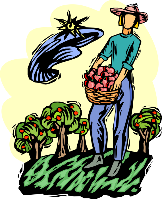 Vector Illustration of Apple Orchard Harvest Worker with Basket of Fruit Apples