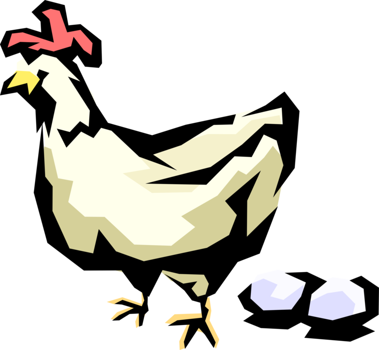 Vector Illustration of Domesticated Fowl Chicken Lays Two Eggs