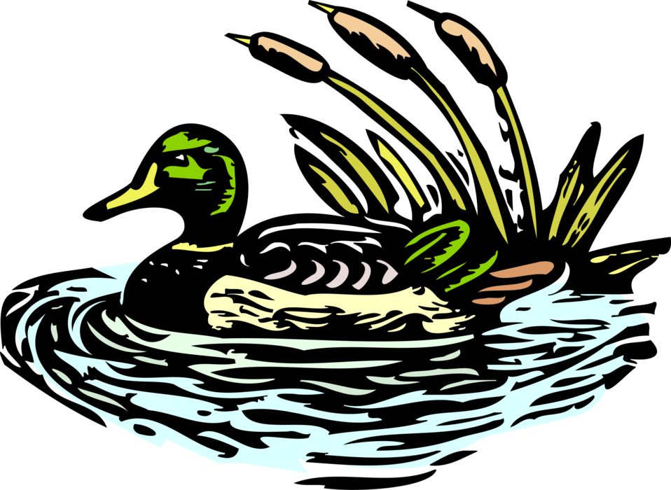 Vector Illustration of Male Mallard Duck Swimming with Bulrushes