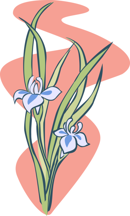 Vector Illustration of Two Botanical Horticulture Orchid Flowers 