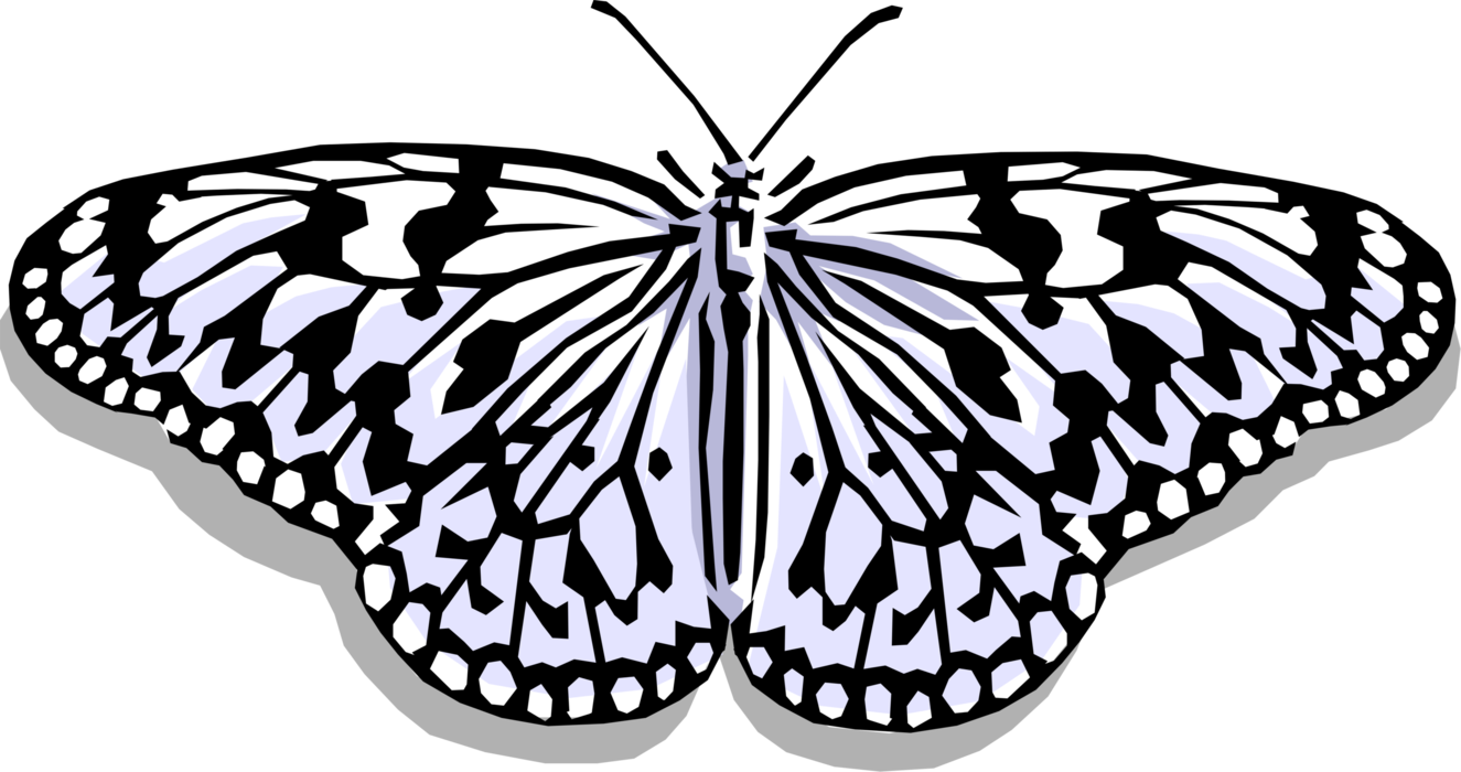 Vector Illustration of Colorful White and Black Butterfly Winged Insect