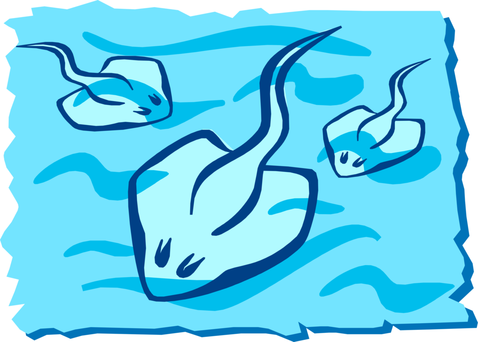 Vector Illustration of Three Stingray or Manta Ray