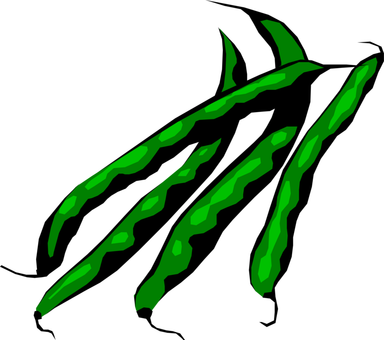 Vector Illustration of Seed-Pod Edible Vegetable Green Bean String Beans