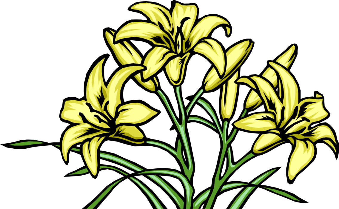 Vector Illustration of Yellow Lily Flowers