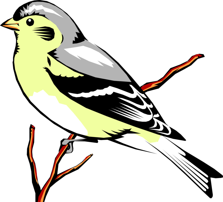 Vector Illustration of Eastern Goldfinch Bird Sitting on Branch
