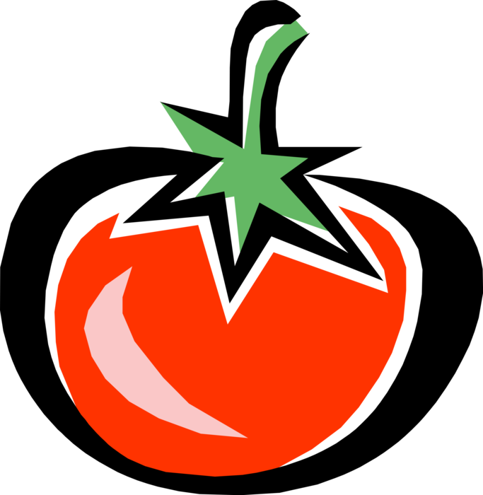 Vector Illustration of Tomato Edible Culinary Vegetable