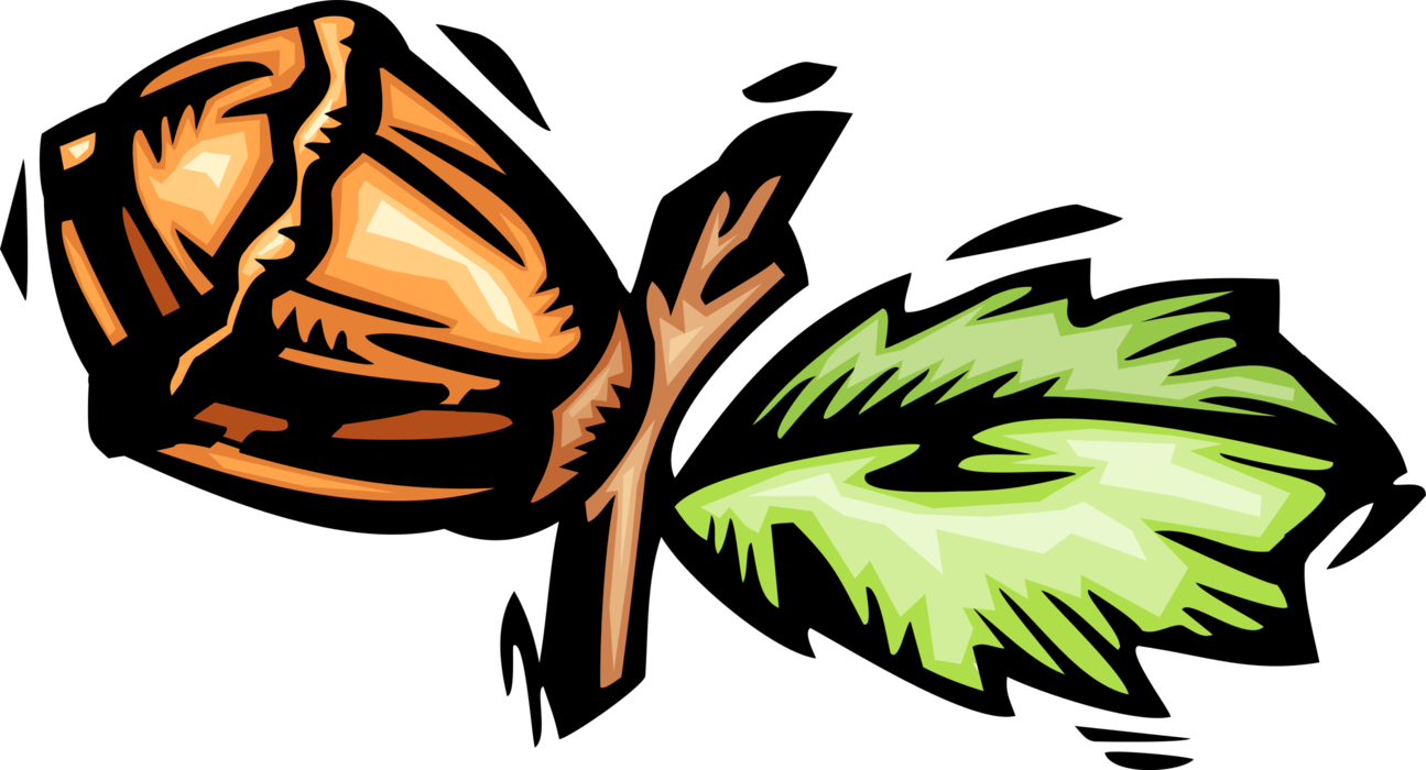 Vector Illustration of Deciduous Tree Vegetation Oak Leaf and Acorn