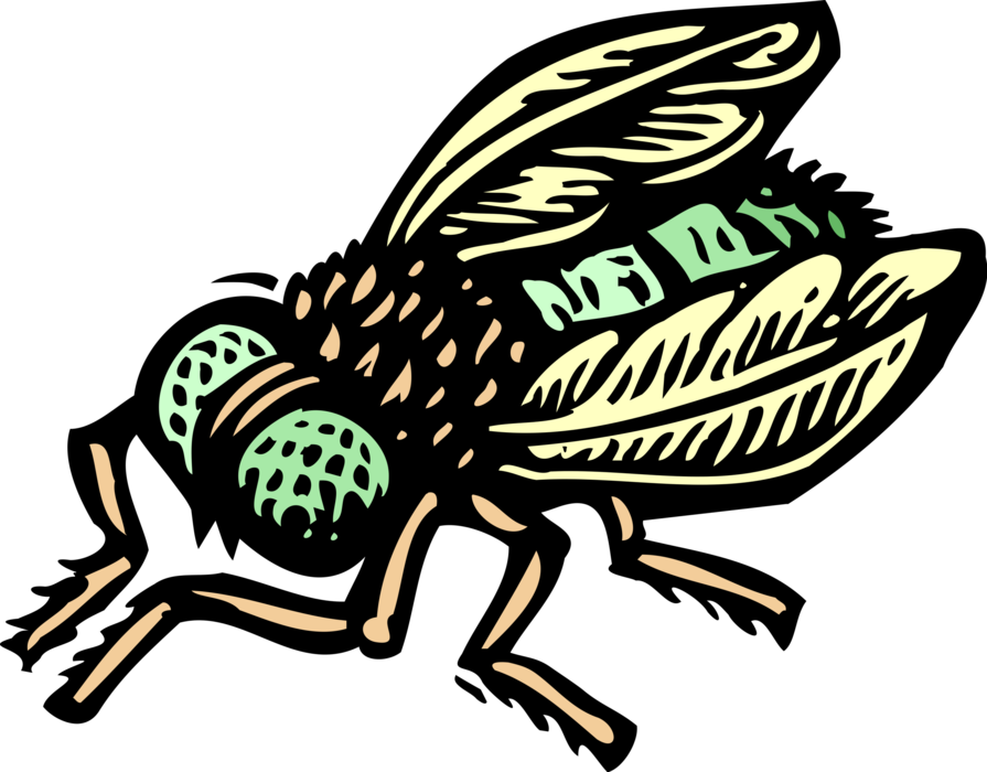 Vector Illustration of Common Housefly Insect Fly