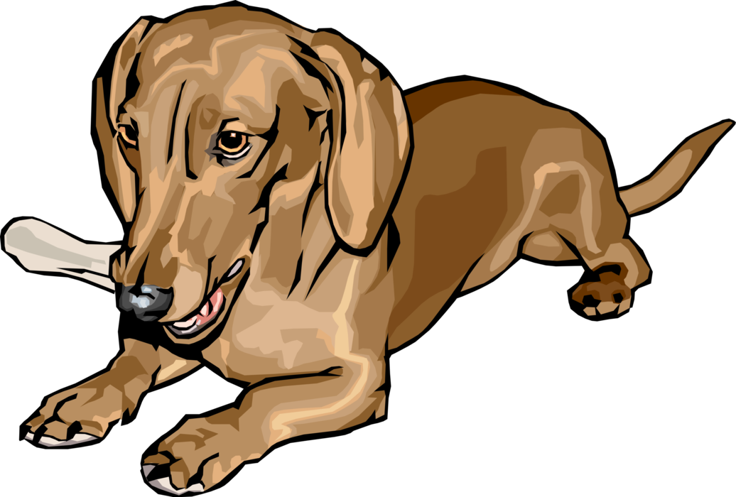 Vector Illustration of Cute Dachshund Dog Lying Down Chewing Bone