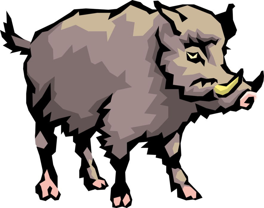 Vector Illustration of Wild Boar or Wild Swine Eurasian Wild Pig with Deadly Tusks