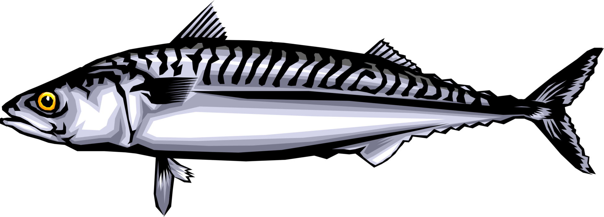 Vector Illustration of Aquatic Pelagic Fish Mackerel